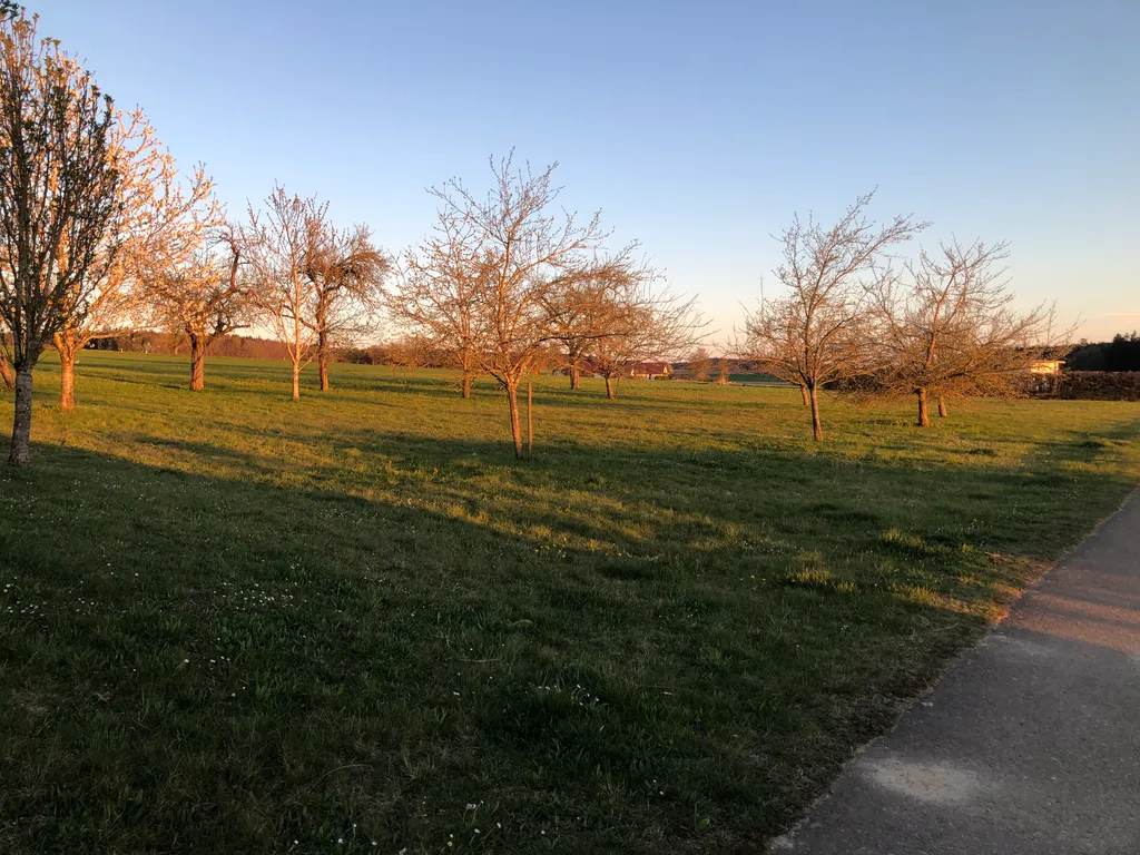 Obstwiese mit Weitblick am Waldrand