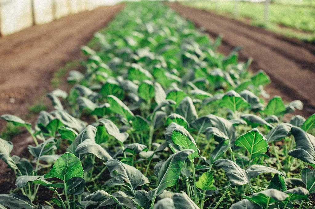 Wald, Wiese, Natur-pure Landidylle