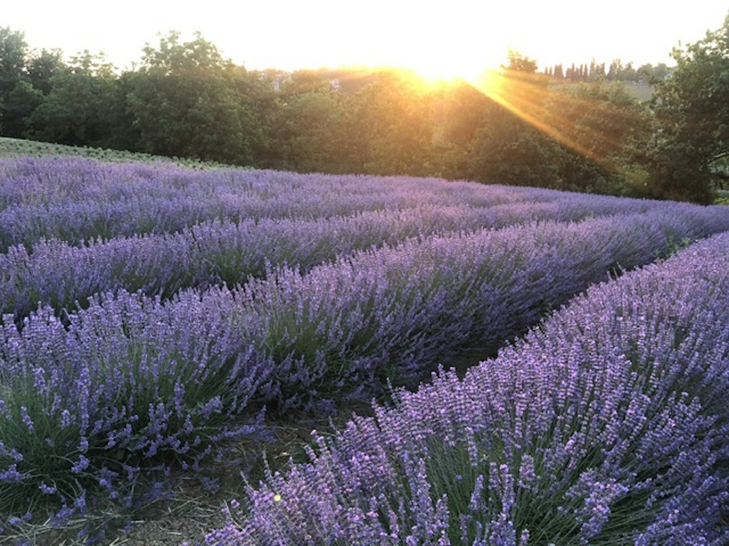 Lavanda e tramonti