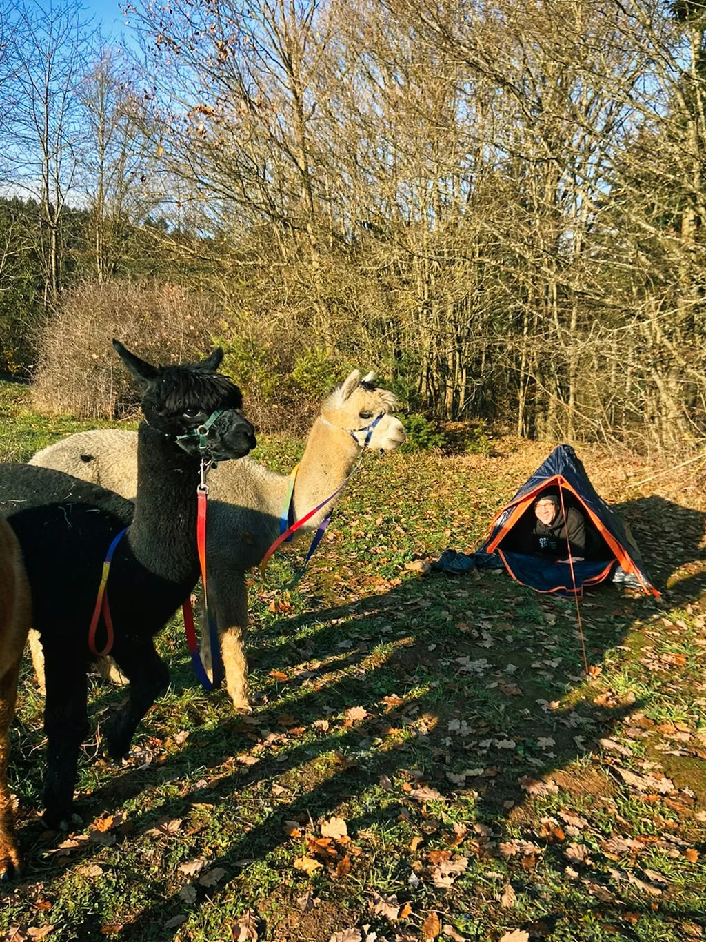 Eine Alpakawanderung vermitteln wir euch gerne!
