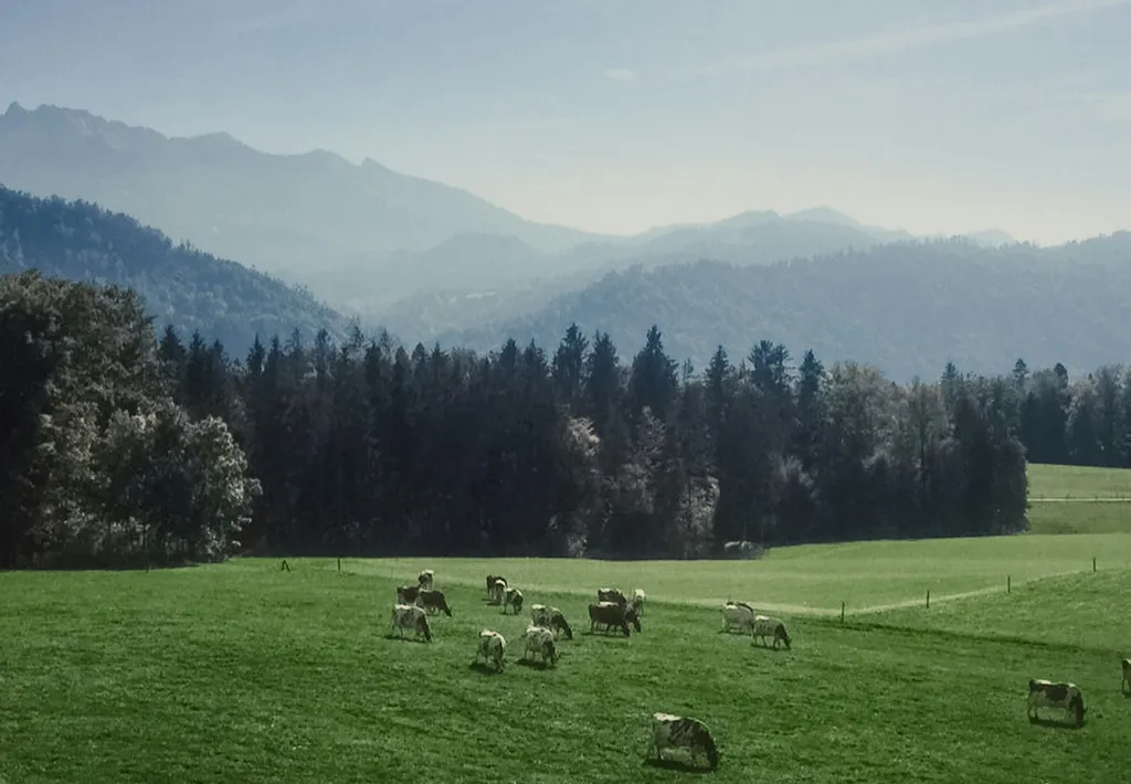 Camp auf dem Bauernhof am Waldrand