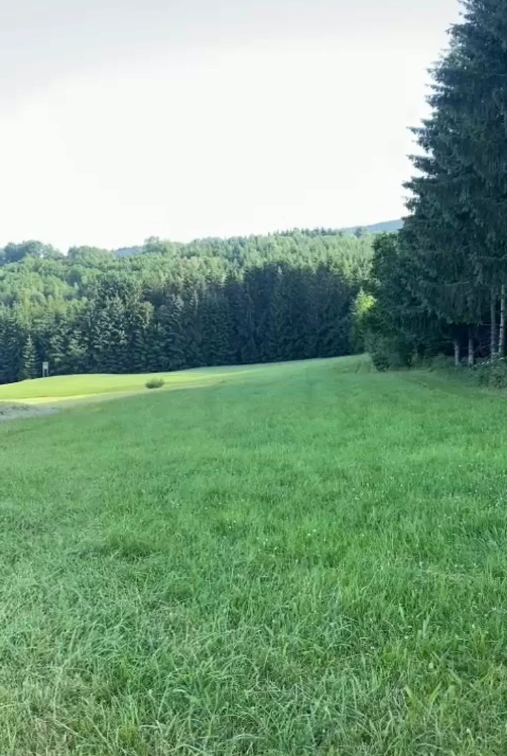 Wiese mit Waldaussicht und Ruhe