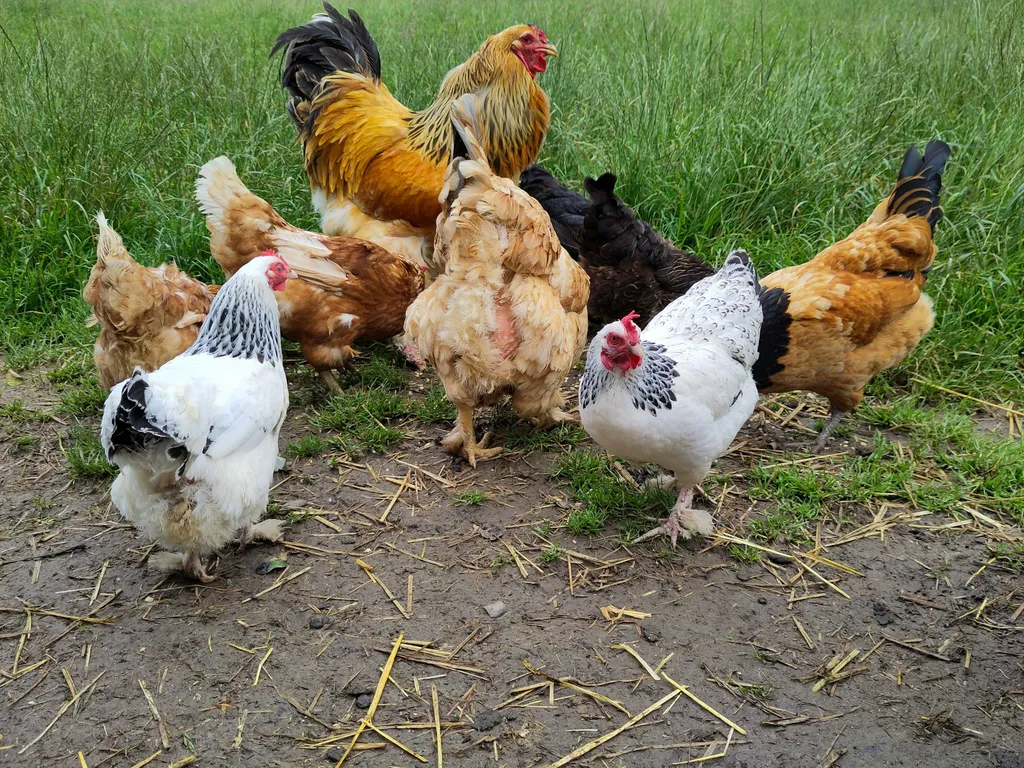 Öpfels Stellplatz auf dem Wieshof