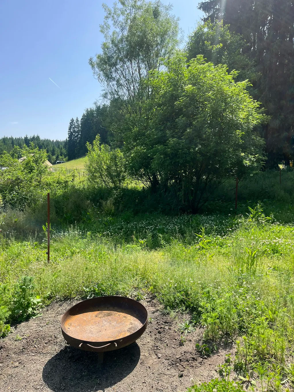 In Richtung der Schlehenbäume befindet sich ein wunderbarer Holunderbaum, der an heissen Sommertagen Schatten spendet.