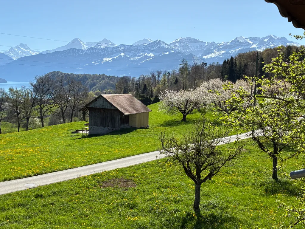 Welcome to the "Cherry blossom special":-)!

All eyes on the beautifully blooming cherry trees!