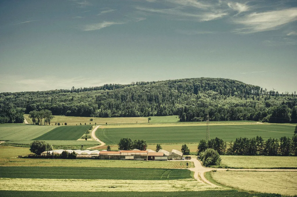 Wald, Wiese, Natur-pure Landidylle