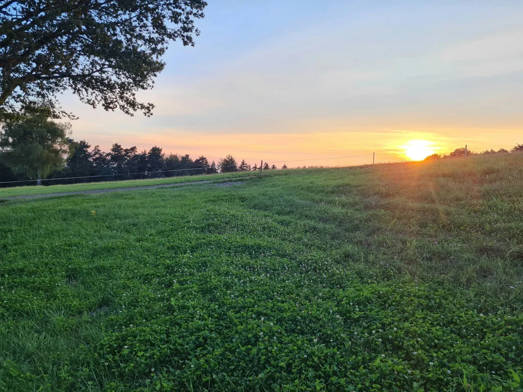 Natur pur - beim Kölble Hof - Eiche