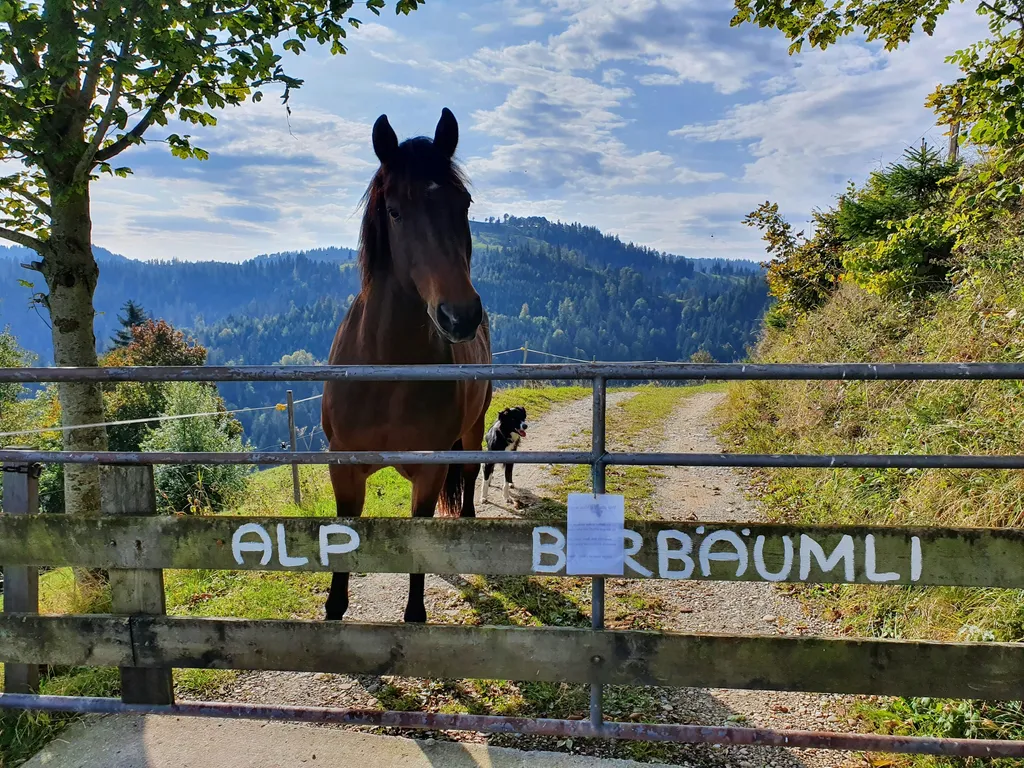 Alphütte Birbäumli