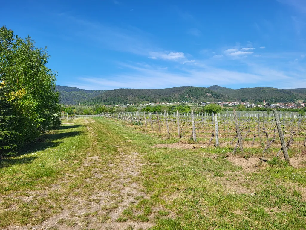 WoMo-Stellplatz Rebenhof Kappner