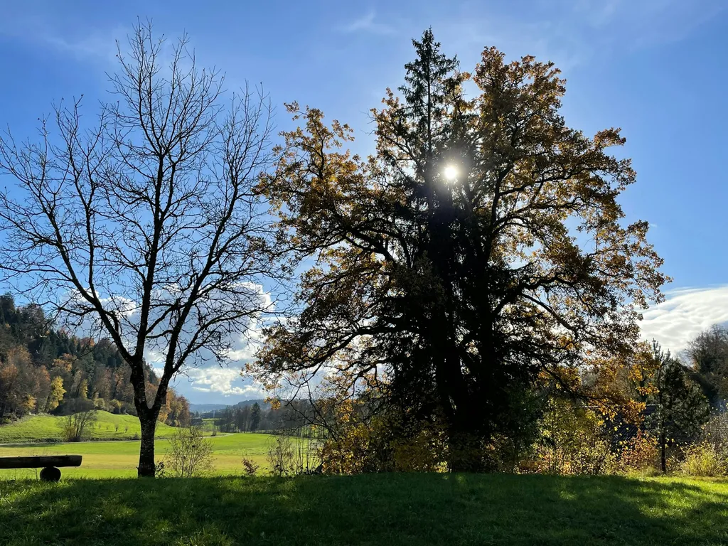 Kiltberg, "Chirschboum":