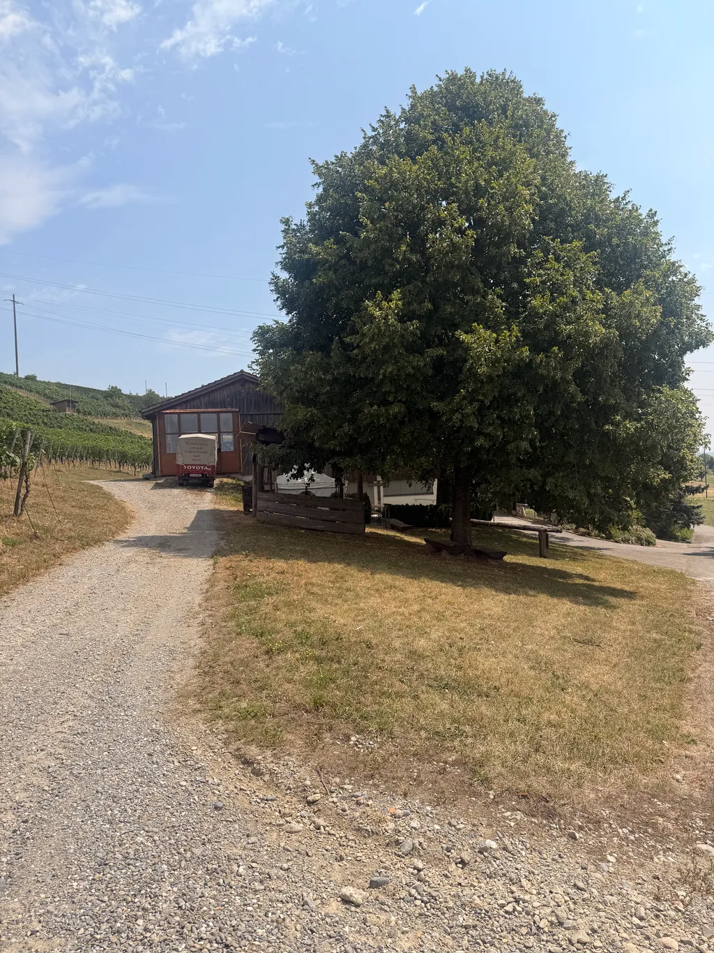 Besuch auf dem Weingut unter einer Linde