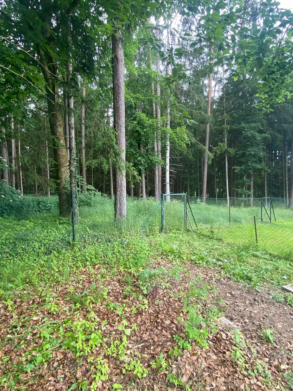 Gartengrundstück im Wald