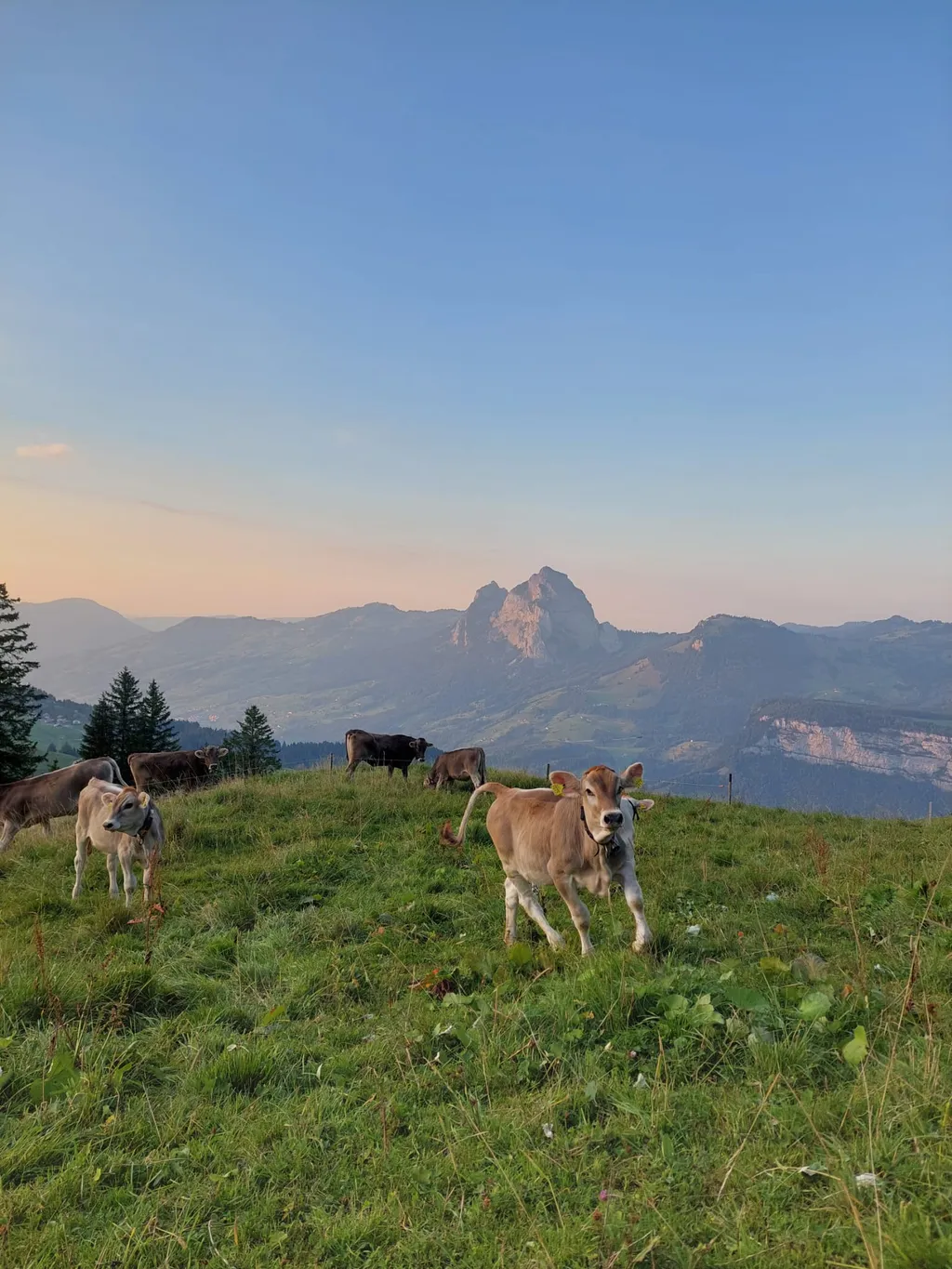 Die Kälber geniessen ebenfalls den Sonnenuntergang.