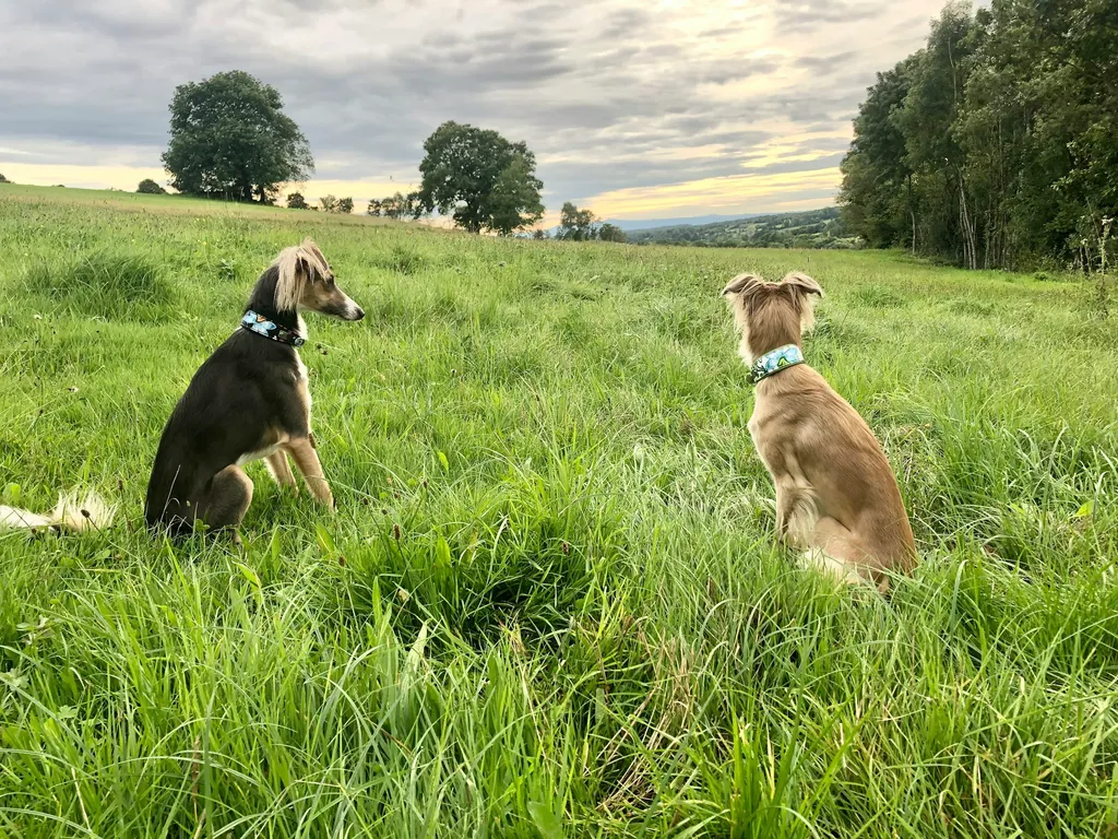 Profilbild von Simone