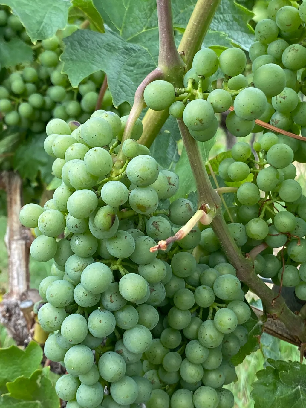 Bild von Gisela für den Spot 1586