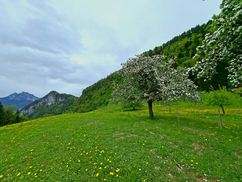 Campingwiese