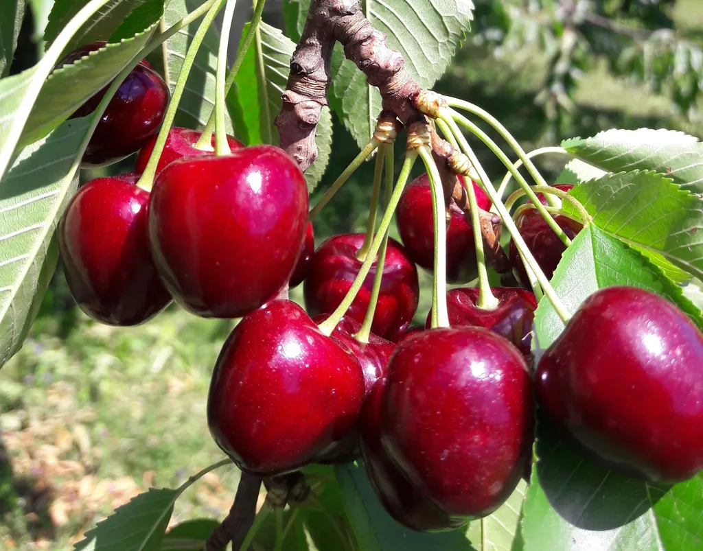 Wydhof-Camp in den Obstbäumen