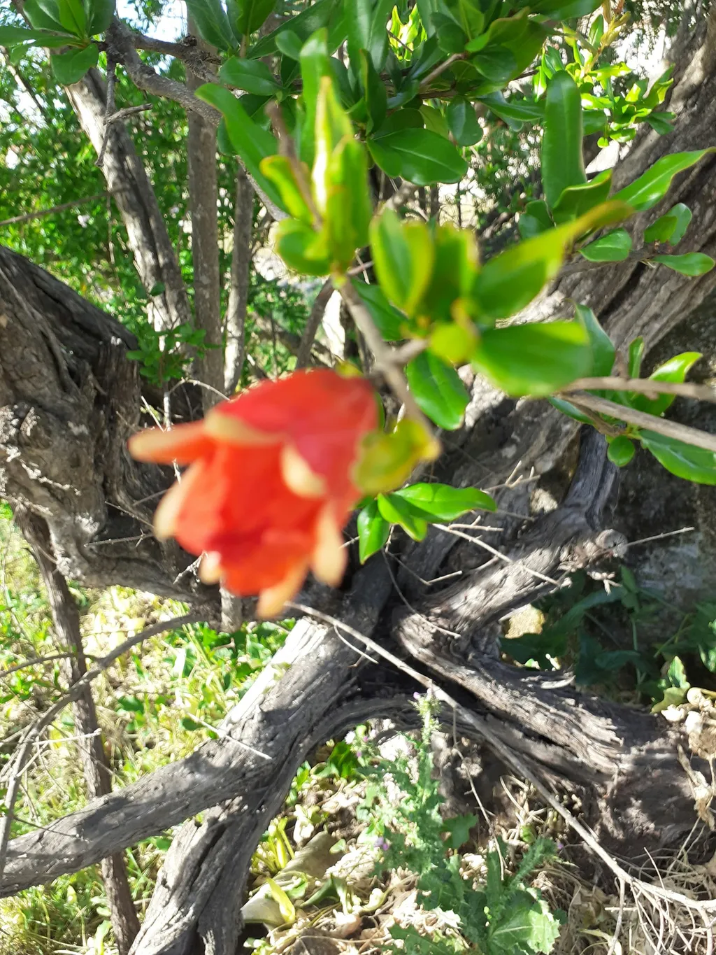 La Pipa - Extremadura  - Spanien