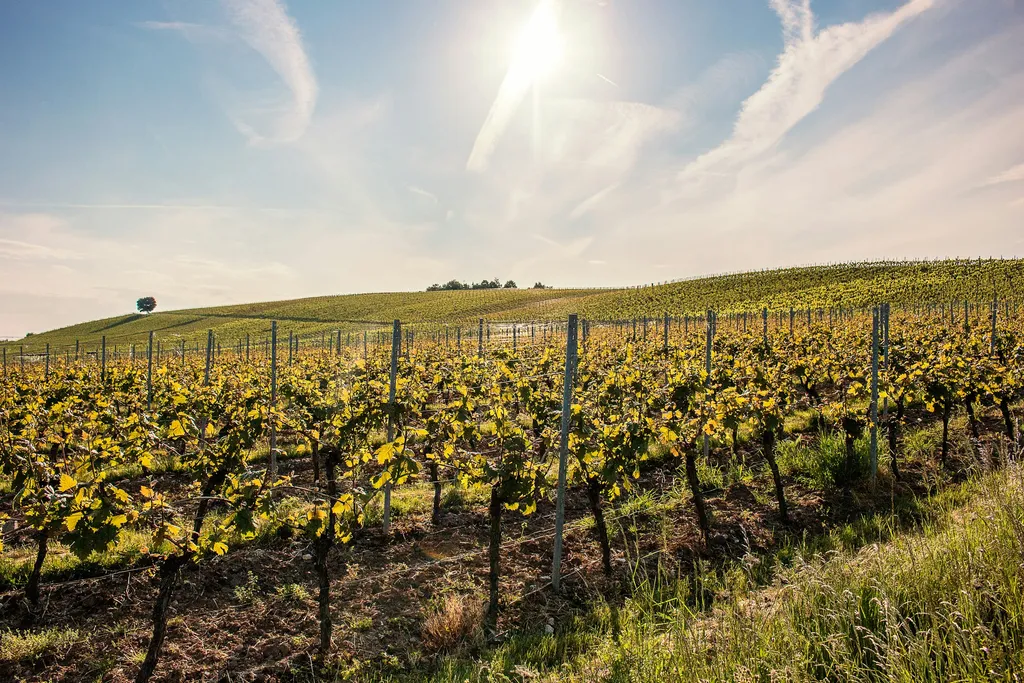 Wiese Weingut Traumblick Weinberge