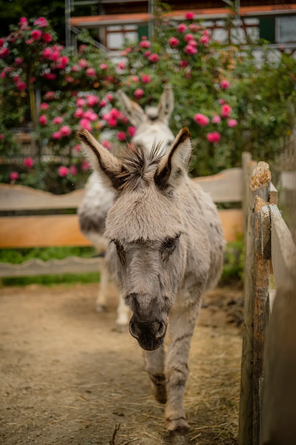 unsere beiden Esel Beppo und Balu