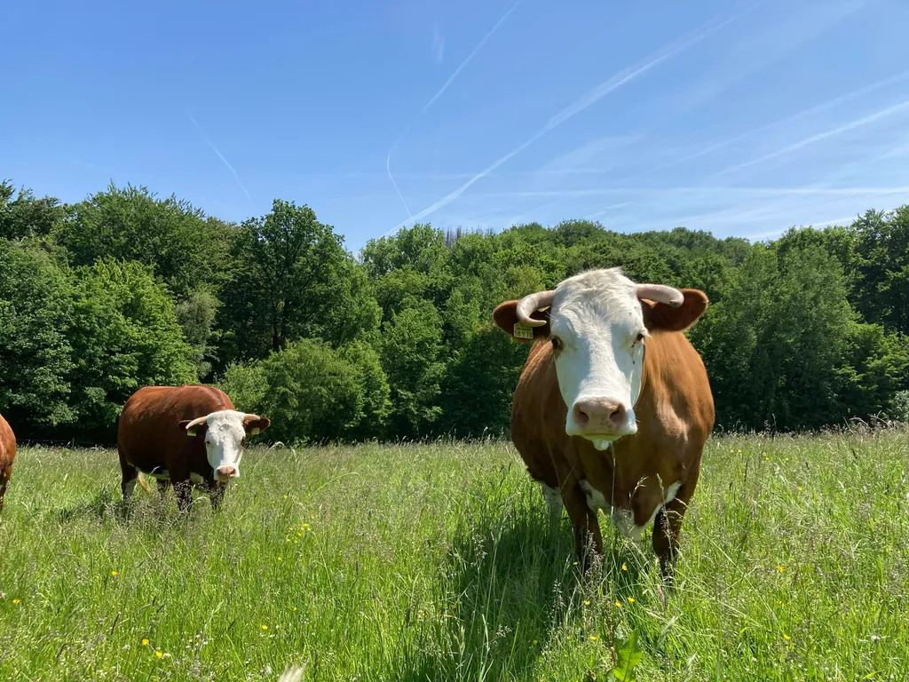 Offenstall Schwellenbach