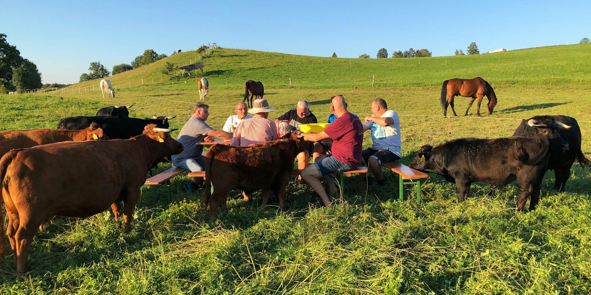 Entspanntes Picknick bei den handzahmen Dexter-Kühen