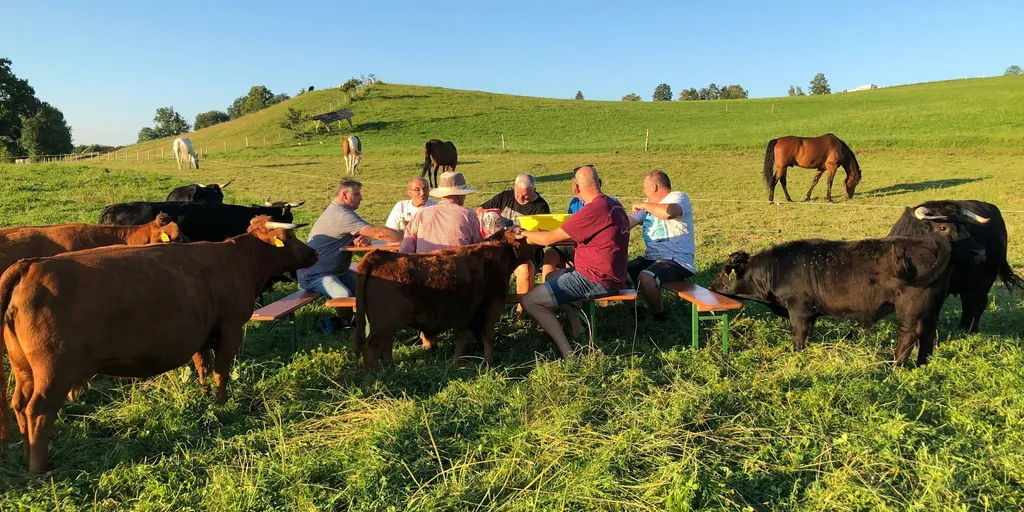 Entspanntes Picknick bei den handzahmen Dexter-Kühen