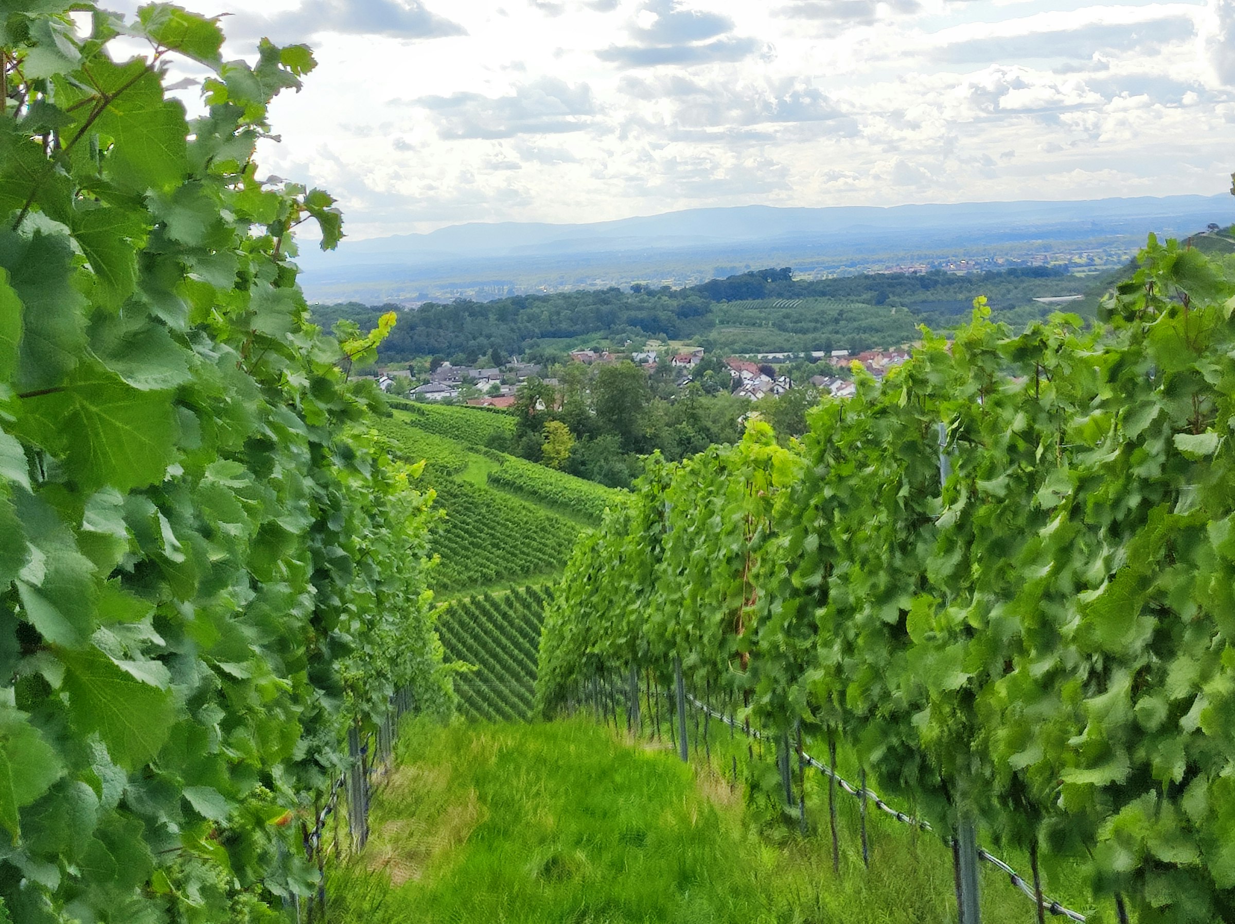 Stellplatz am Winzerhof — photo 7