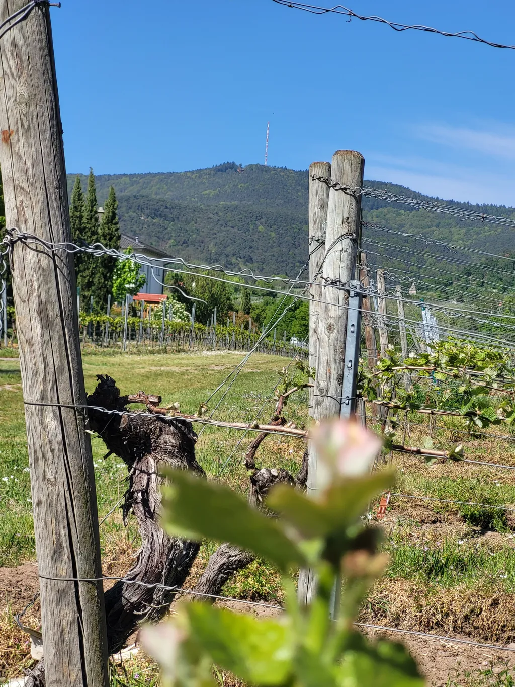 WoMo-Stellplatz Rebenhof Kappner