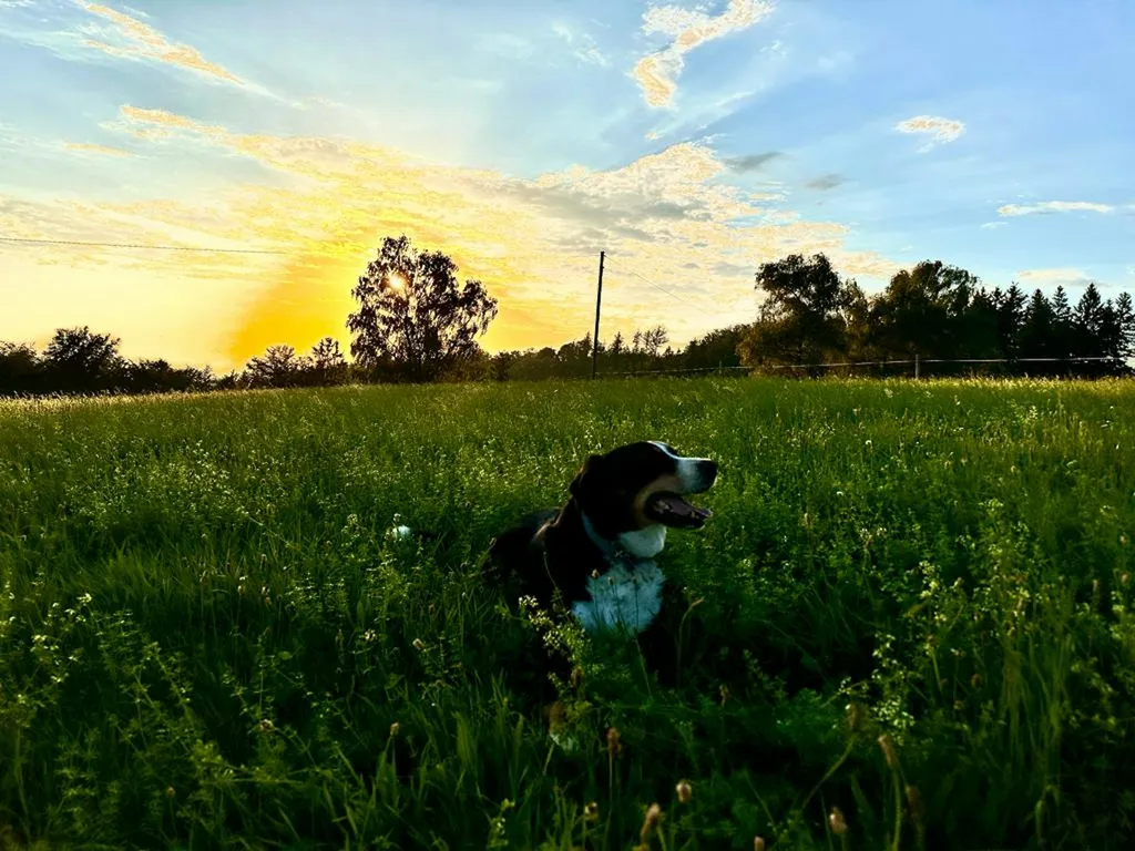 Natur pur – beim Kölble Hof – Windrad