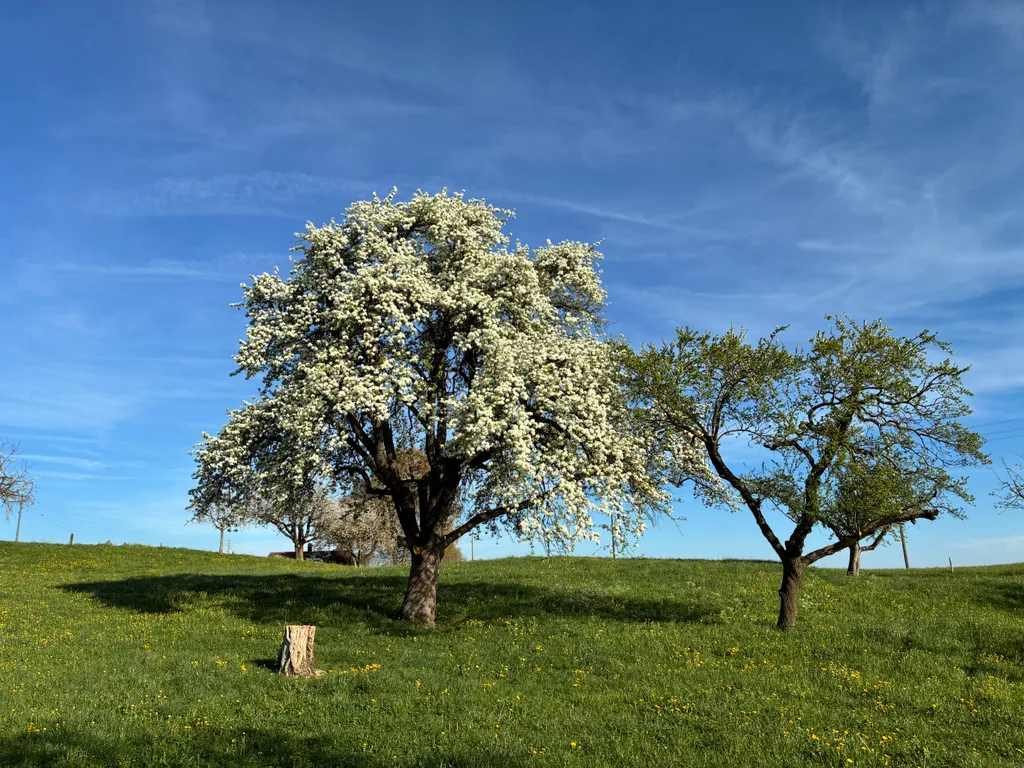 Der "Gelbmöstler"-Birnenbaum steht diese Tage in voller Blütenpracht. Und das direkt vor Deinem Camp.