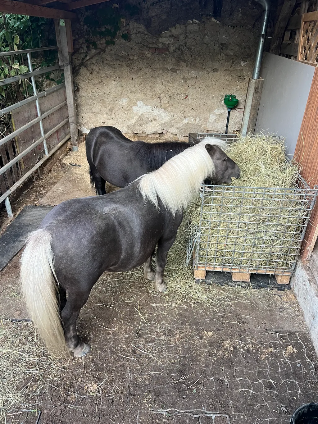 Blacky und Bambam (Kutsche fahren)