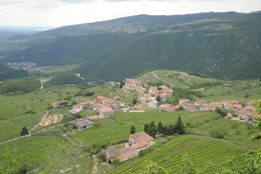Wineyard camping