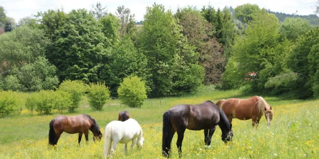 Camping Pferdehof Klatt