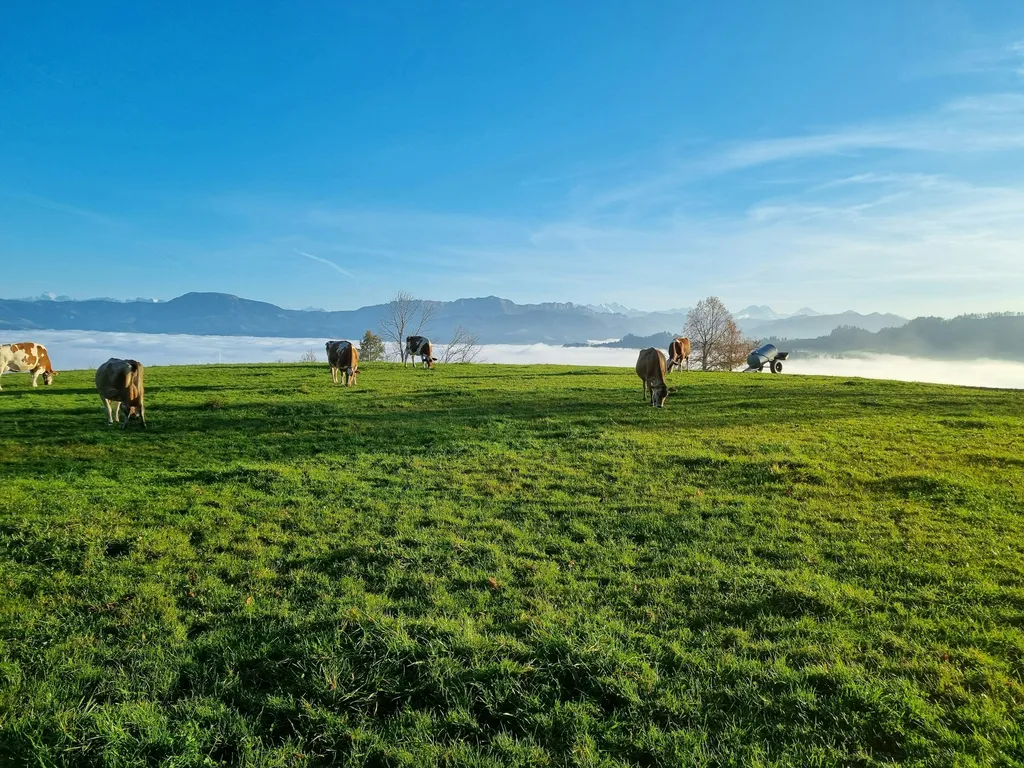 Menzberg Camp - Am Waldrand