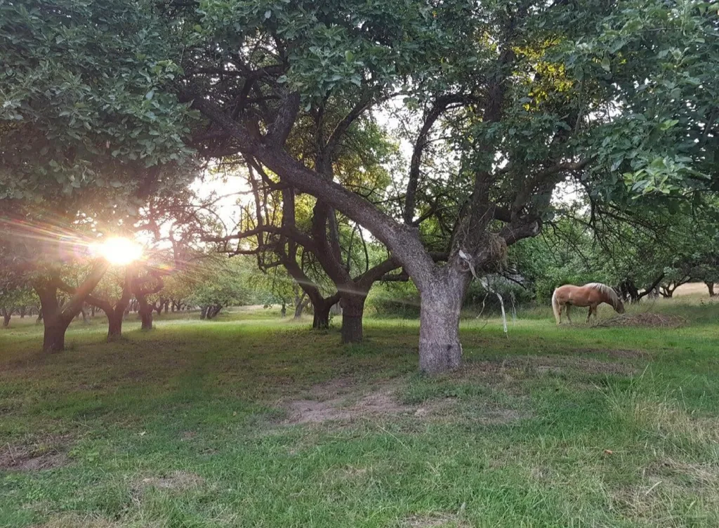 Apfelwiese mit Pferd und Schaf, waldnah und ruhig.