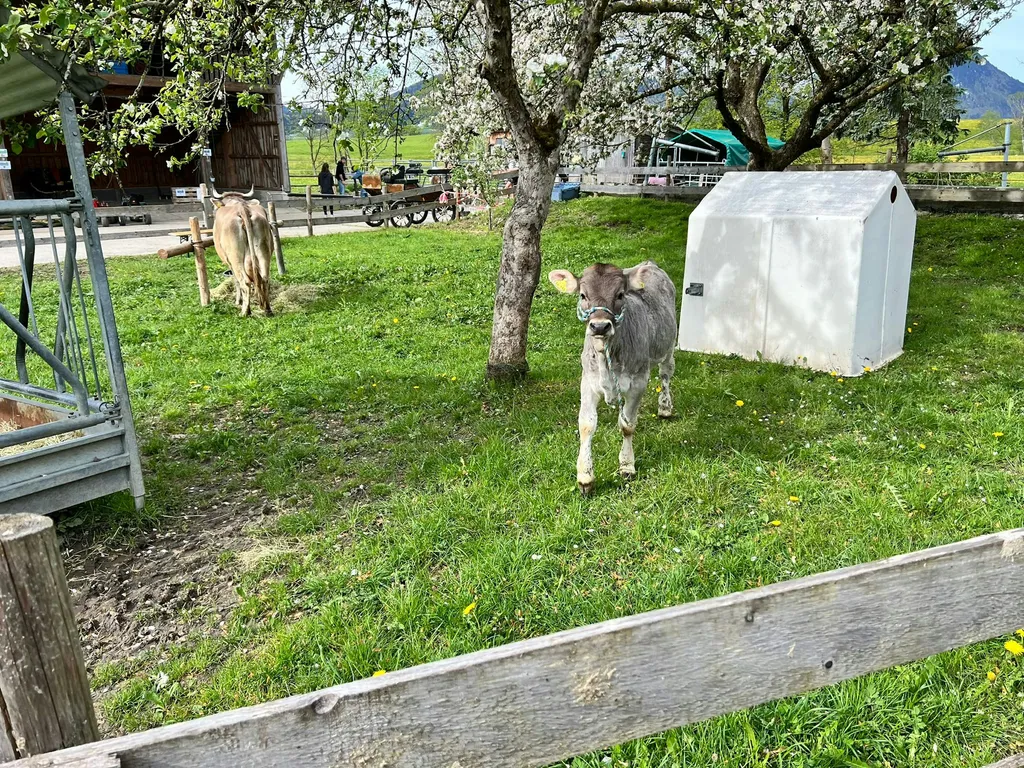 Ruhige Wieseneinfahrt am Bachlauf