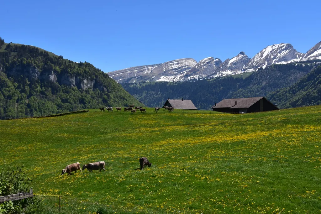 Wald- und Wiesenblick
