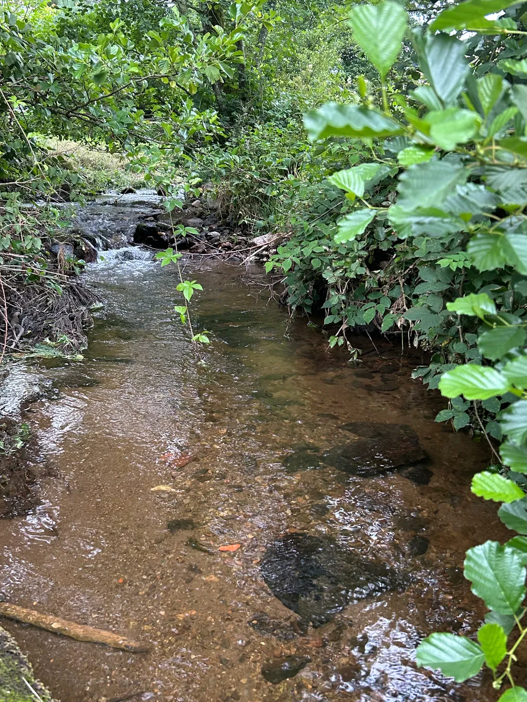 Wunderschöne Wiese umgeben von Wald und Natur