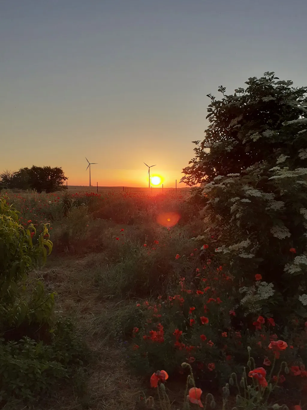 Schlafen zwischen Mohn und Kornfeld