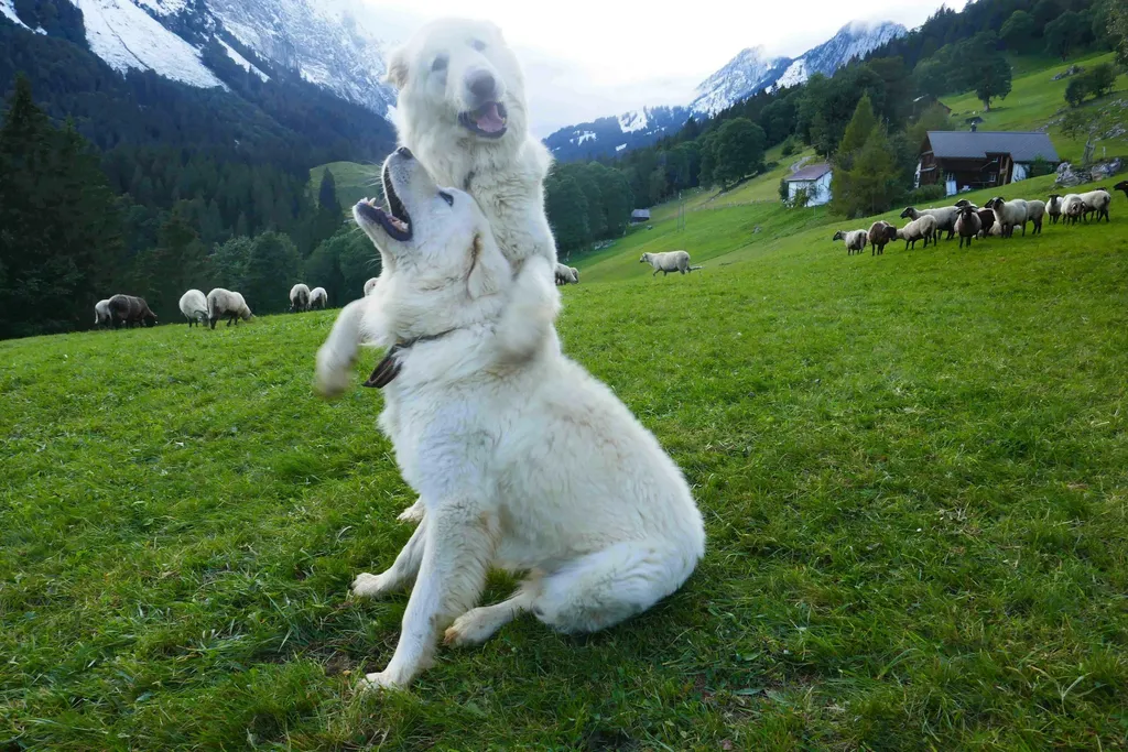 Bauwagen im Schwändital