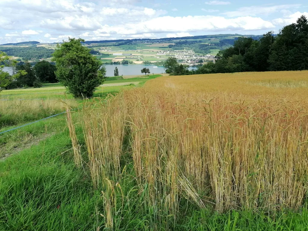 Camp im Obstgarten mit Seeblick