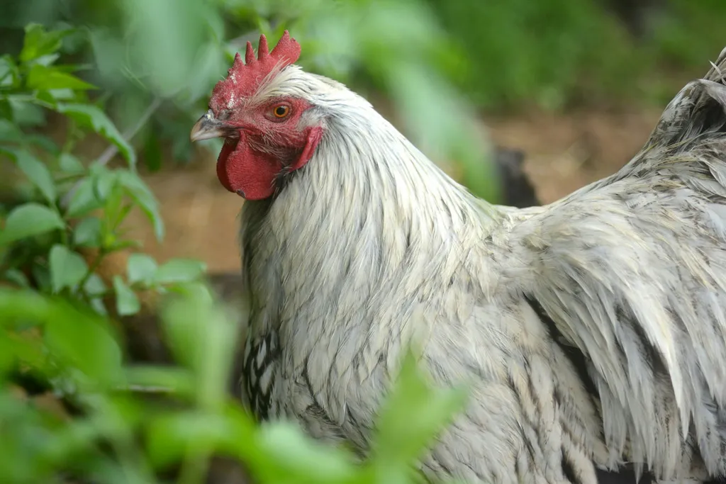 Das Leben ist ein Ponyhof