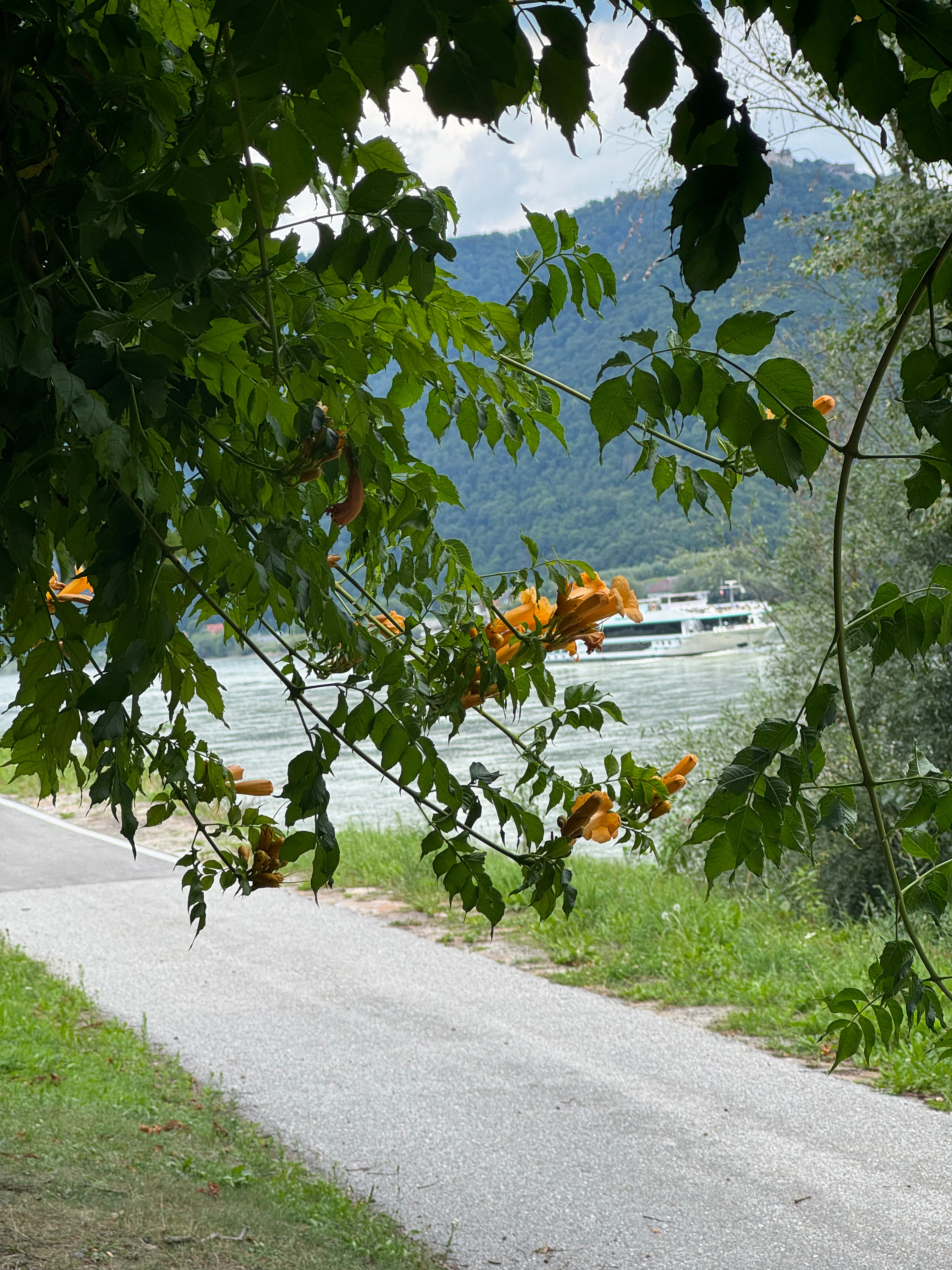 Zeltplatz direkt an der Donau - am Donaustrand
