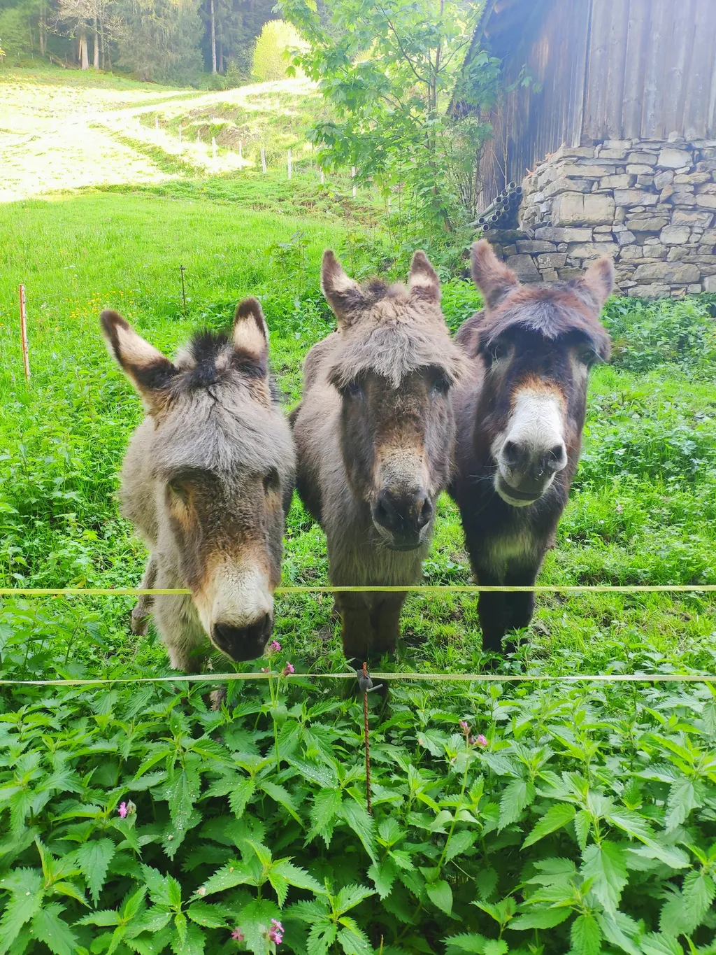 Bauernhof Camping über dem Lauerzersee