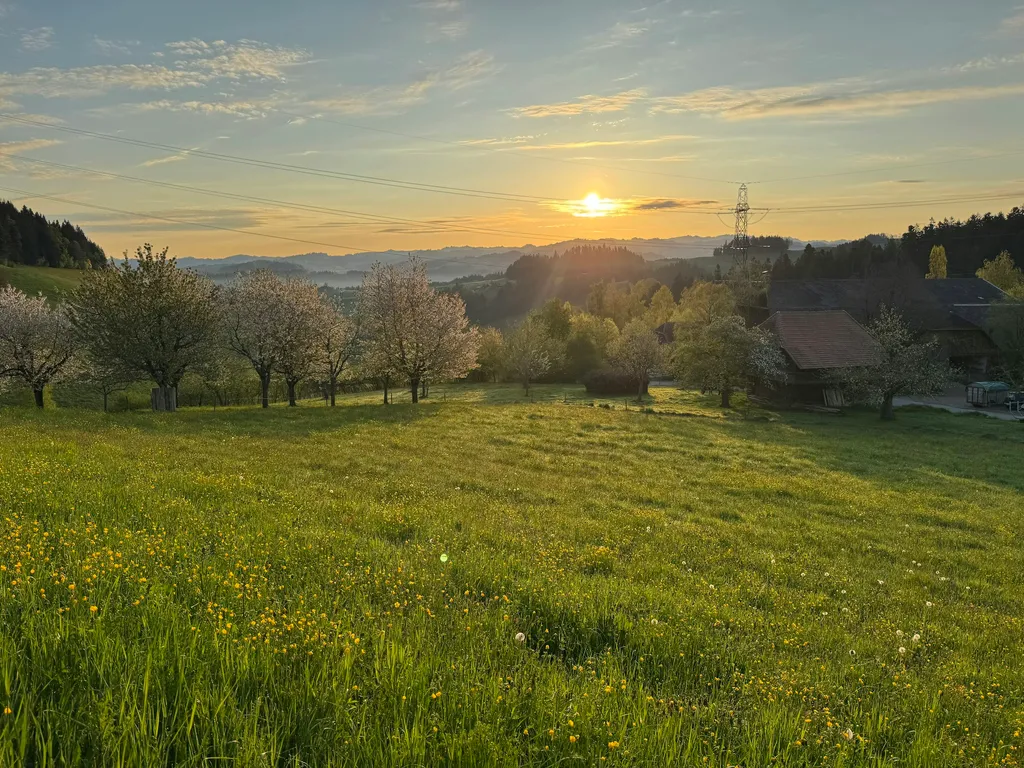 Wo Rehe weiden & der Kuckuck singt