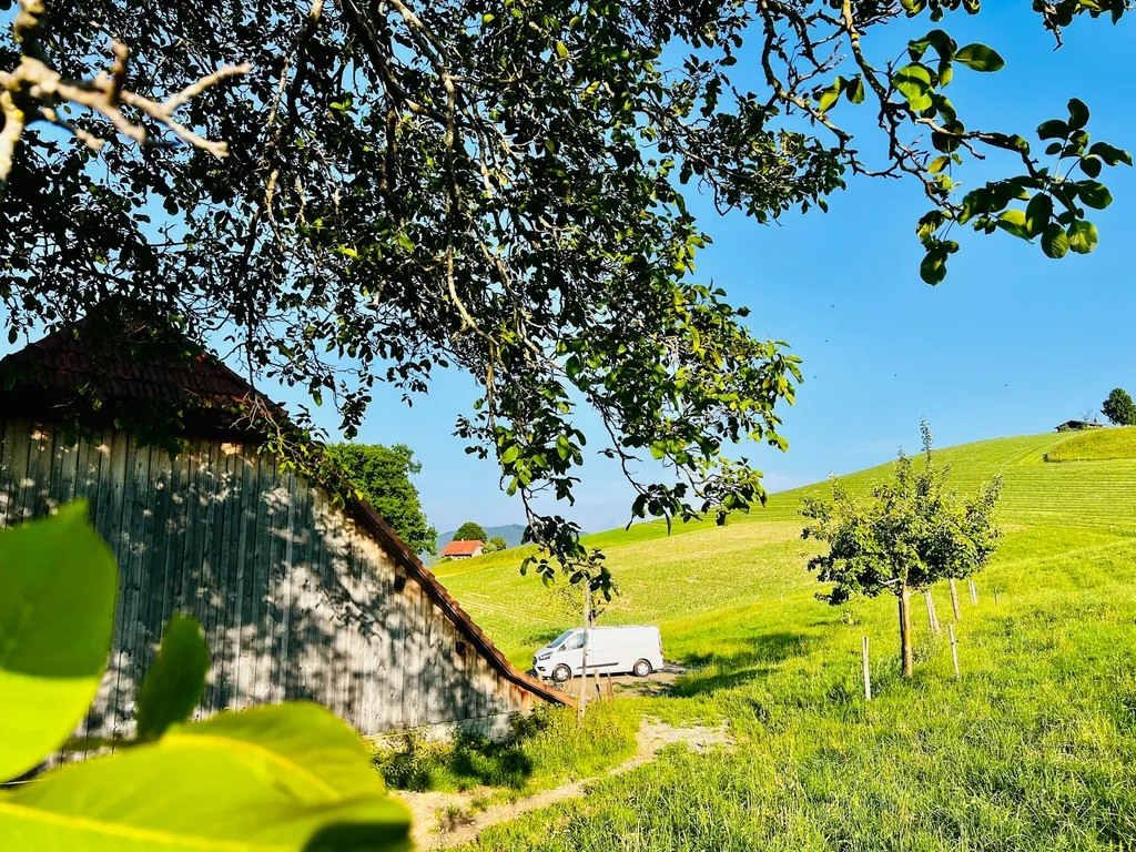 Der Grosse Nussbaum neben an.