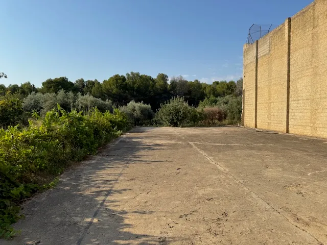 Olive Tree