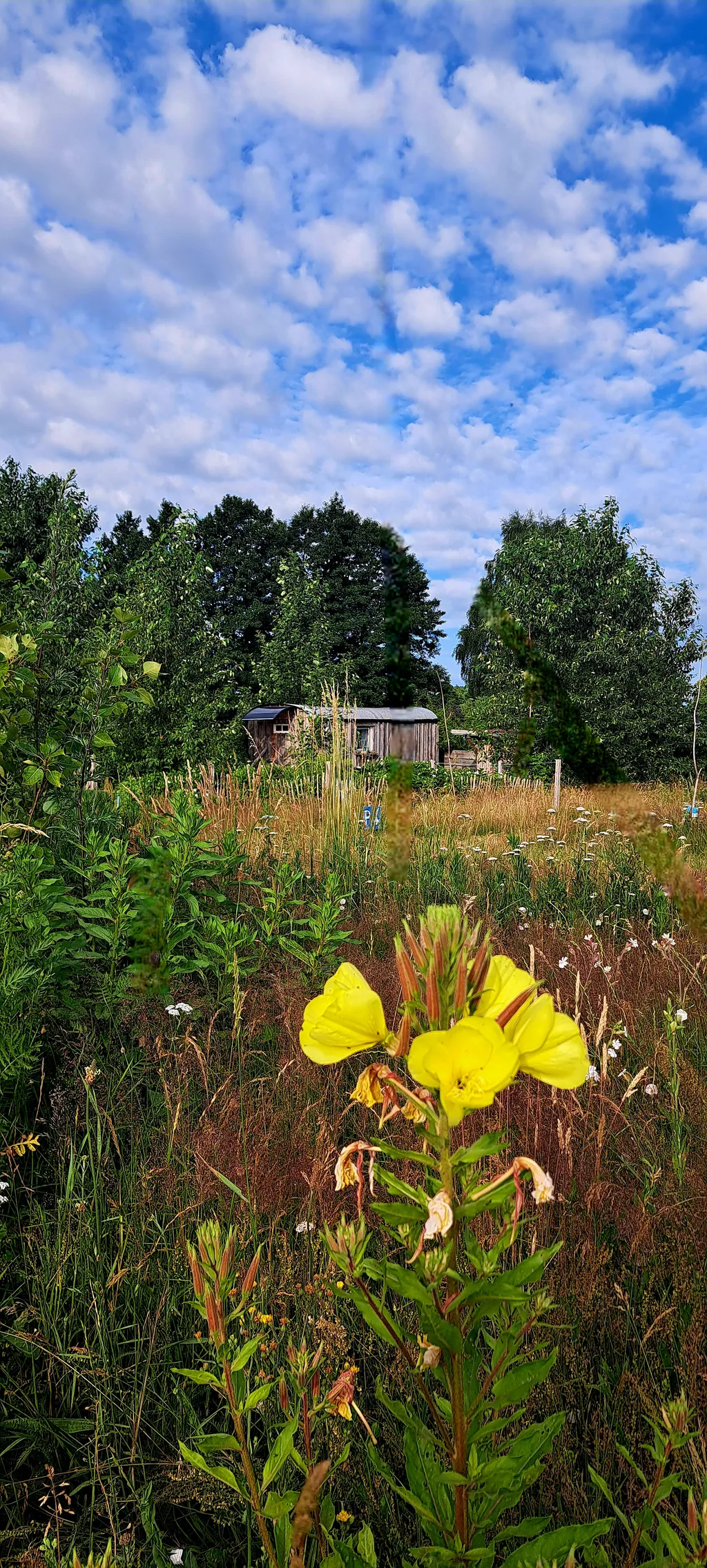 Zirkuswagen am Biosphärenreservat