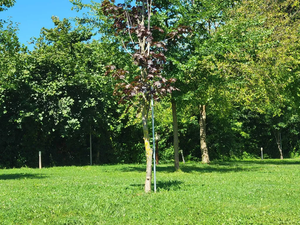 Agricampeggio Pini in Fiore